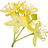 Linden blossom