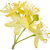 Lindenblüte