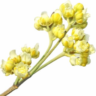 Litsea cubeba