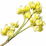 Litsea cubeba