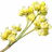chinesische Litsea cubeba