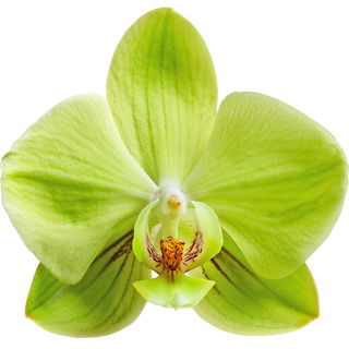 Green orchid