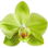 Green orchid
