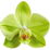 Green jungle orchid