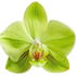 Green orchid