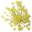 Wilder Fenchel