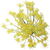 Wilder Fenchel