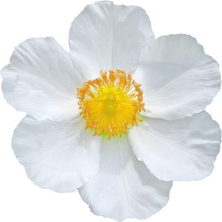 französische Zistrose