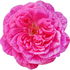 Kampong Rose