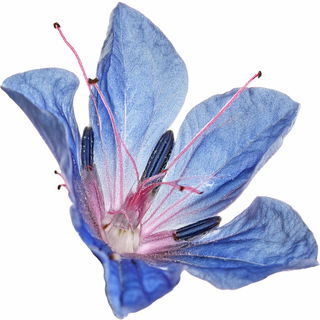Viper's bugloss