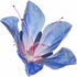 Viper's bugloss