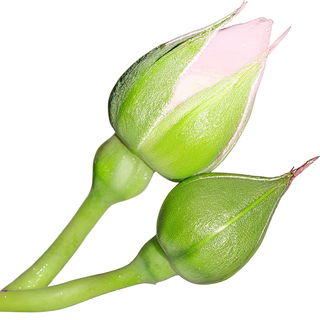 Knospen