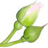Knospen