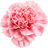 Carnation