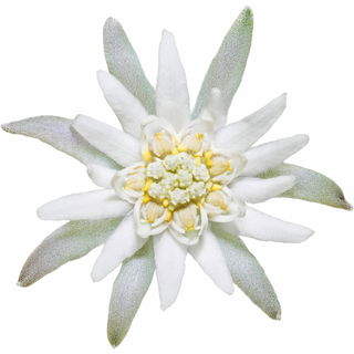 Edelweiss