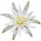 Edelweiss
