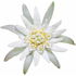 Edelweiss