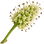 Mulberry blossom