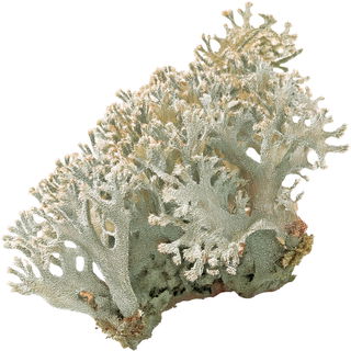 Iceland moss