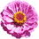 Zinnia