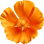 California poppy