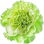 Green carnation