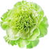 grüne Gartennelke