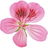 Geranium