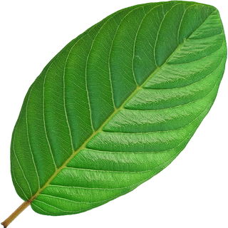 Guavenblatt