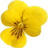 Yellow violet