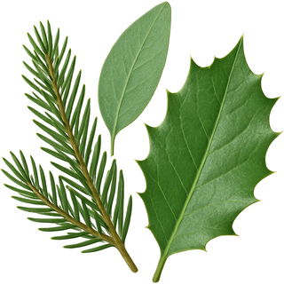 Evergreens