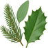 Evergreens