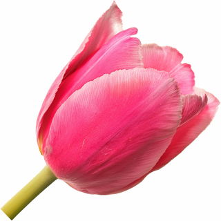 French tulip