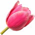 French tulip