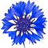 Cornflower