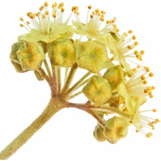 Efeublüte