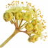 Efeublüte