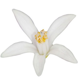 Zitronenblüte