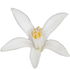 Zitronenblüte