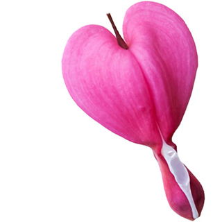 Bleeding-heart flower