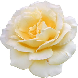 Sun Goddess rose