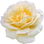 Sun-Goddess-Rose