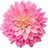 japanische Chrysantheme