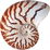 Nautilus shell