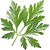 Absinthe wormwood