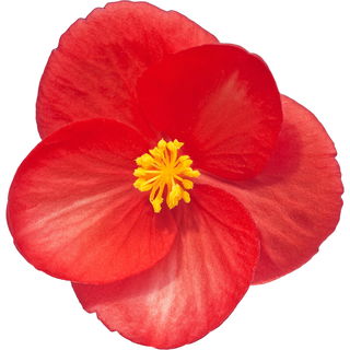 Begonia