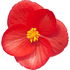 Begonia