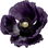 schwarzer Mohn