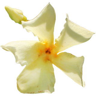 Asiatic jasmine