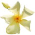 Asiatic jasmine